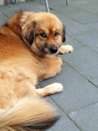 Dr. Fressnapf - dein Online Tierarzt unter Krefeld, Nordrhein-Westfalen