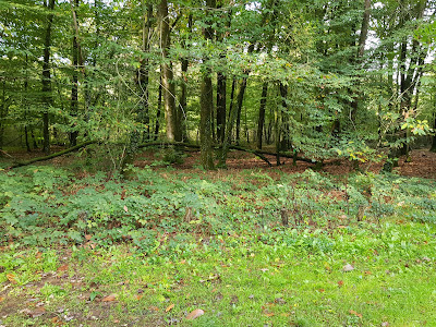 Route forestière des planches à Secondigny