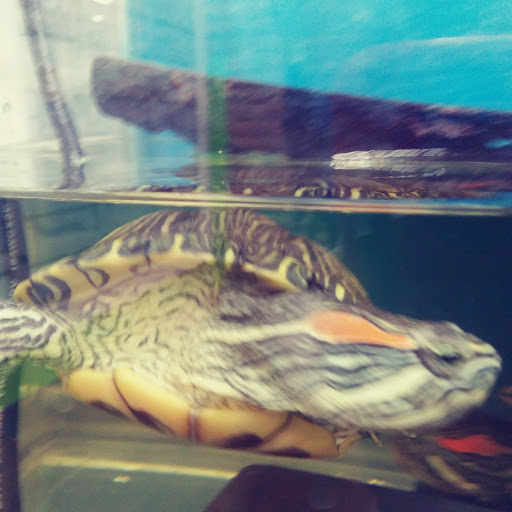 Pet Store «Pets Plus - Quakertown», reviews and photos, 117 S West End Blvd, Quakertown, PA 18951, USA