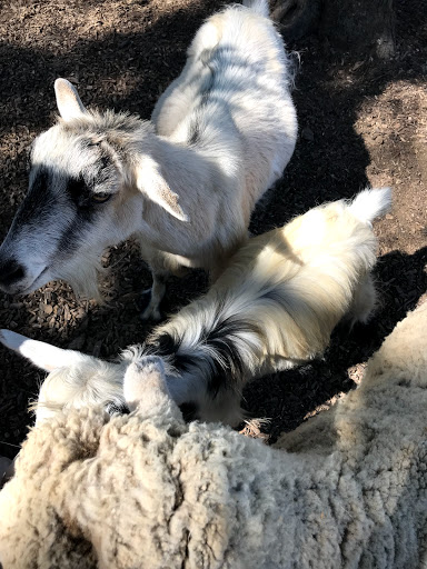 Tourist Attraction «Lucky Ladd Farms», reviews and photos, 4374 Rocky Glade Rd, Eagleville, TN 37060, USA