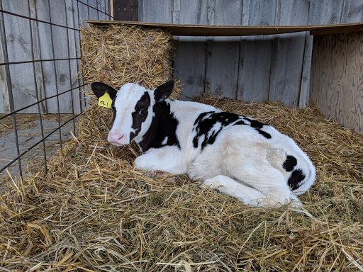 Tourist Attraction «Bloomsbury Farm», reviews and photos, 3260 69th St, Atkins, IA 52206, USA