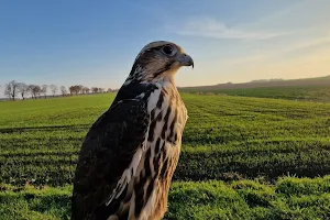 Usługi sokolnicze Grzegorz Laskowski- płoszenie ptaków, pokazy sokolnicze. image