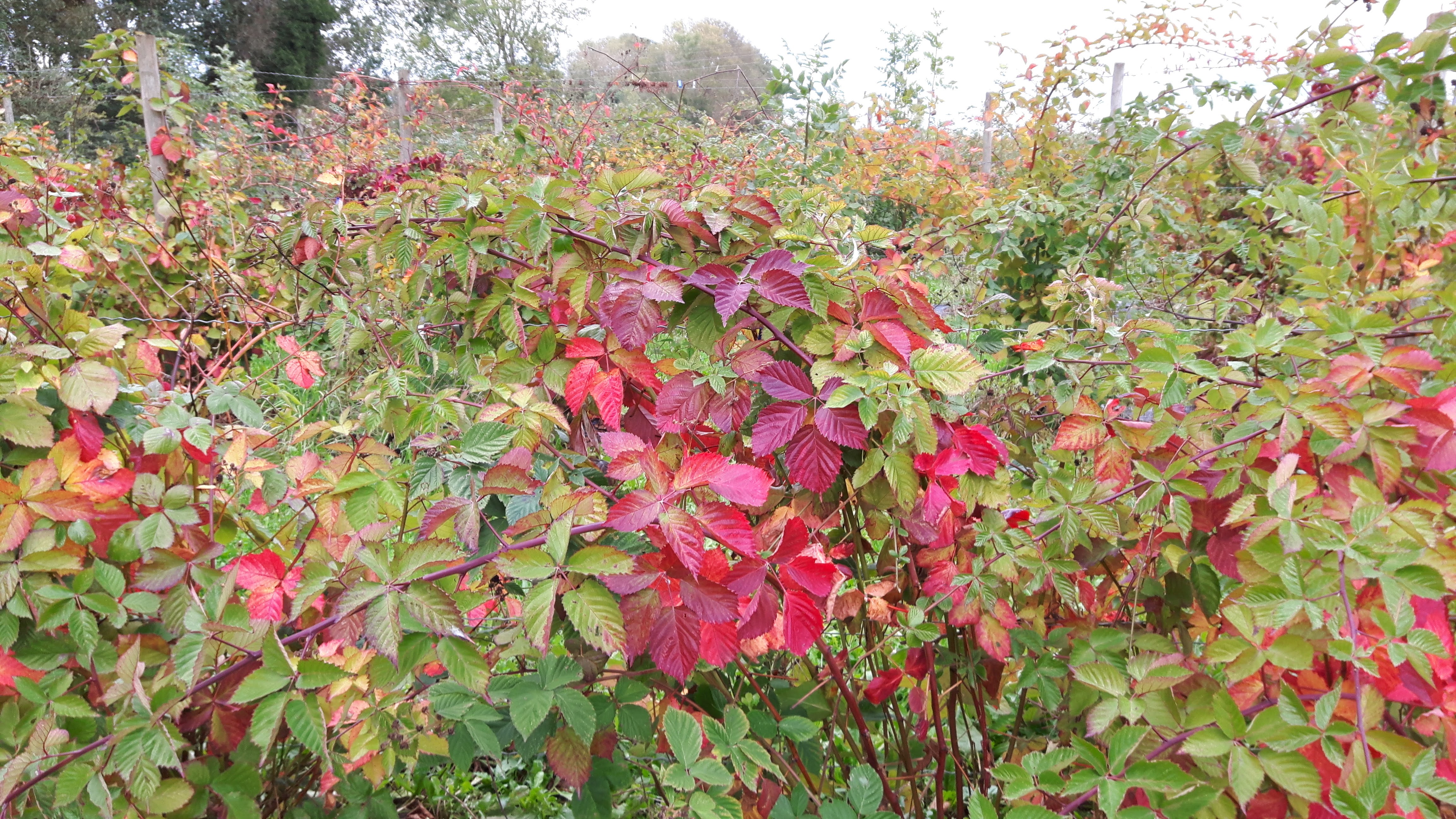 Photo n° 5 de l'avis de Delphes.a fait le 13/10/2020 à 09:41