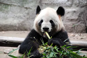 Chongqing Zoo image
