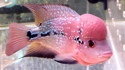 Tropical Fish Store «Rosemead Aquarium», reviews and photos, 9123 Valley Blvd, Rosemead, CA 91770, USA