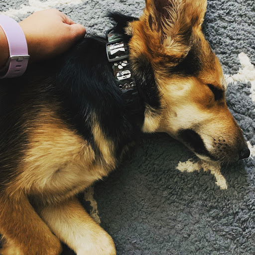 Pet Supply Store «Petco Animal Supplies», reviews and photos, 845 N Dobson Rd, Mesa, AZ 85201, USA