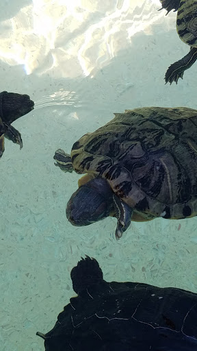 Water Park «Wild Water & Wheels», reviews and photos, 910 Highway 17 S, Surfside Beach, SC 29575, USA