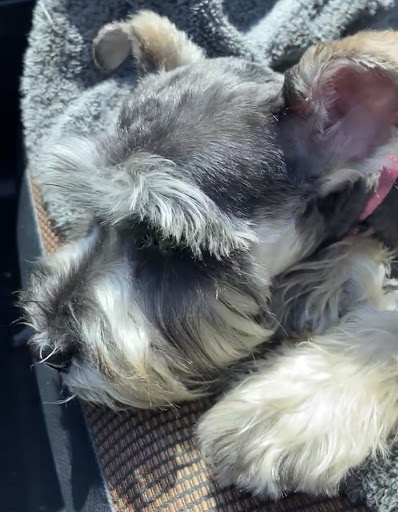 Pet Supply Store «PetSmart», reviews and photos, 170 E Stacy Rd, Allen, TX 75002, USA