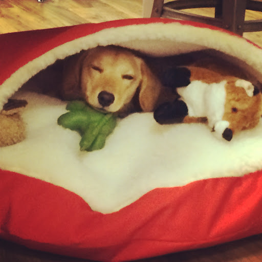 Pet Supply Store «Tail Wiggles», reviews and photos, 1000 William Hilton Pkwy E1, Hilton Head Island, SC 29928, USA