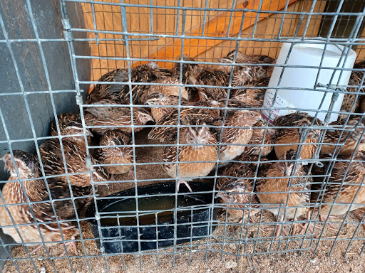 Flea Market «Pendergrass Flea Market - La Vaquita», reviews and photos, 5641 US-129, Pendergrass, GA 30567, USA