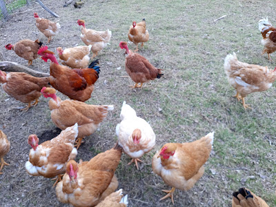 Ferme du Puy Barra à La Coquille