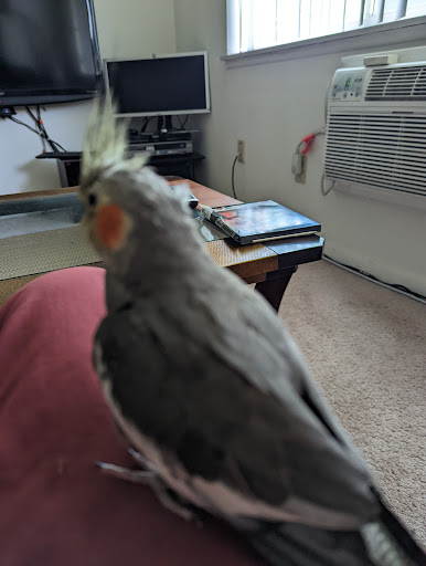 Pet Supply Store «PetSmart», reviews and photos, 1521 Golden Gate Plaza, Mayfield Heights, OH 44124, USA