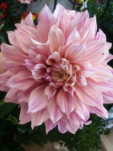 Florist «A Daisy A Day», reviews and photos, 749 Silas Creek Pkwy, Winston-Salem, NC 27127, USA