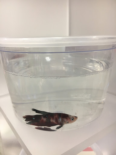 Pet Supply Store «PetSmart», reviews and photos, 6243 College Dr, Suffolk, VA 23435, USA