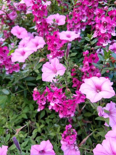 Amusement Park «Valleyfair», reviews and photos, 1 Valley Fair Dr, Shakopee, MN 55379, USA