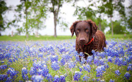 A New Leash On Life