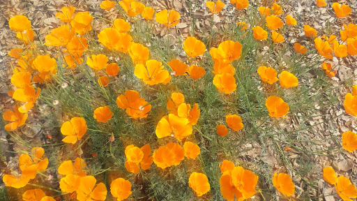 Nature Preserve «Eaton Canyon Nature Center», reviews and photos, 1750 N Altadena Dr, Pasadena, CA 91107, USA