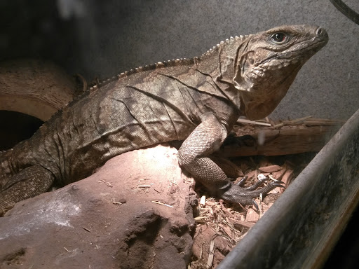 Pet Store «Off The Hook Exotics Pet Shop», reviews and photos, 926 5th Ave, Coraopolis, PA 15108, USA