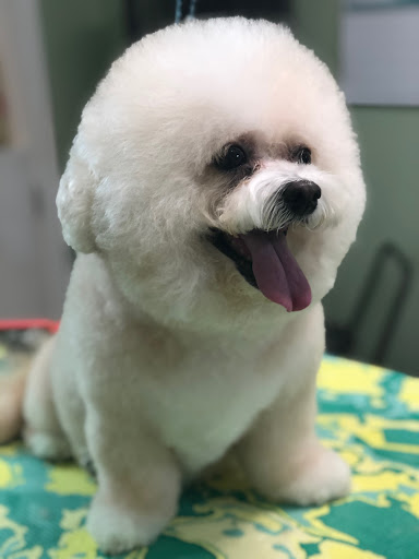 Pet Groomer «Doggie Style Bowtique», reviews and photos, 1713 Westport Rd, Kansas City, MO 64111, USA