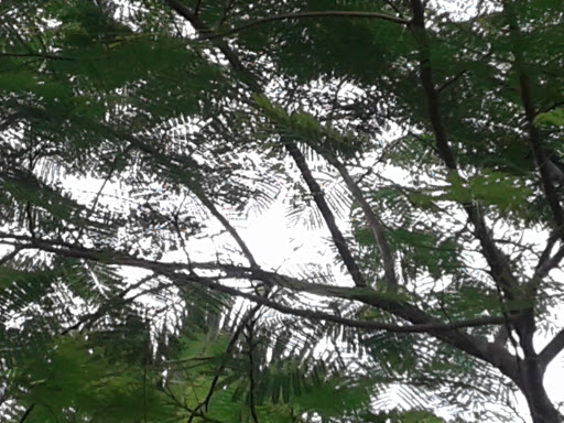 Park «Oak Hammock Park», reviews and photos, 9220 NW 44th Ct, Sunrise, FL 33351, USA