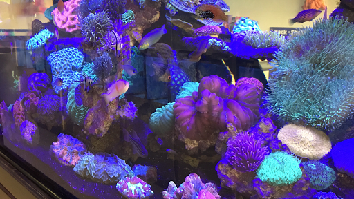 Aquarium «Nemos Aquarium», reviews and photos, 4051 Stone Mountain Hwy, Snellville, GA 30039, USA