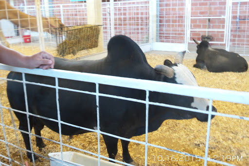 Stadium «Cotton Bowl Stadium», reviews and photos, 3750 The Midway, Dallas, TX 75215, USA