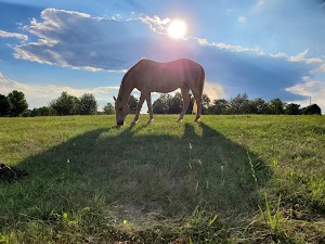 Carousel Park - photo 85
