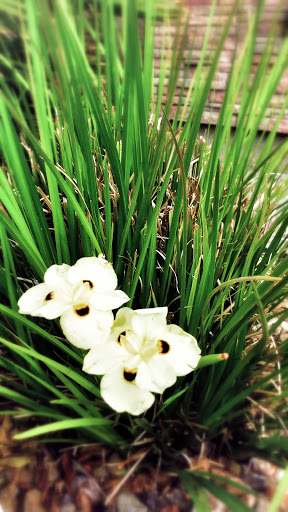 Banquet Hall «Lawlor Events Center», reviews and photos, 1664 N Virginia St, Reno, NV 89557, USA