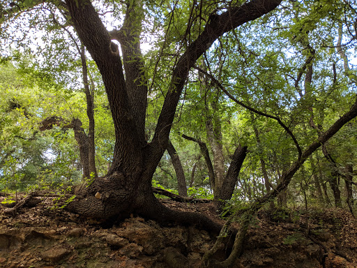 Park «Phil Hardberger Park», reviews and photos, 13203 Blanco Rd, San Antonio, TX 78216, USA