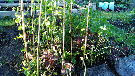 Park «Sewallcrest Park», reviews and photos, SE 31st Ave & Market St, Portland, OR 97214, USA