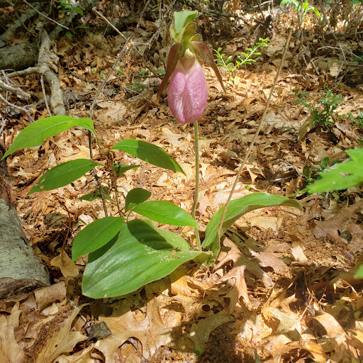 Hiking Area «Den Rock Park», reviews and photos, Stirling St, Andover, MA 01810, USA