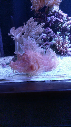 Tropical Fish Store «Old Town Aquarium», reviews and photos, 1538 N Wells St, Chicago, IL 60610, USA