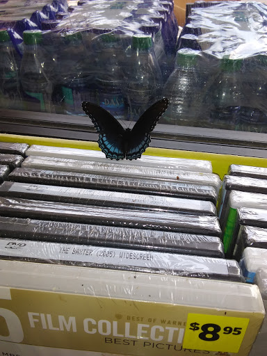 Discount Store «Dollar General», reviews and photos, 4049 GA-142, Newborn, GA 30056, USA