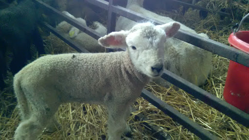 Tourist Attraction «Shawhaven Farm», reviews and photos, 1826 Rolfe Rd, Mason, MI 48854, USA