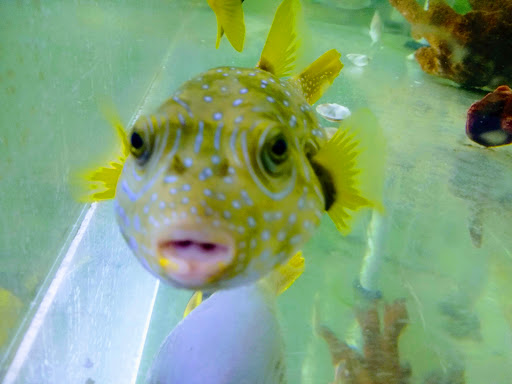 Tropical Fish Store «The Fish Store», reviews and photos, 2050 Chamblee Tucker Rd, Chamblee, GA 30341, USA