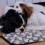 Photo n°4 de l'avis de Francesca.l fait le 27/02/2023 à 14:13 sur le  Residence Il Ghiacciolo à Pian de' Valli