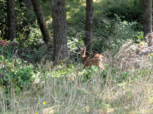 Golf Club «Trophy Lake Golf & Casting Club», reviews and photos, 3900 SW Lake Flora Rd, Port Orchard, WA 98367, USA