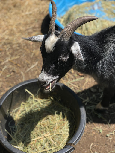 Gift Shop «Pondering Creations Farm», reviews and photos, 101 Allen St, Terryville, CT 06786, USA