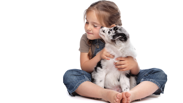 Ripponlea Veterinary Hospital