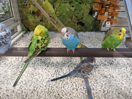 Pet Supply Store «PetSmart», reviews and photos, 140 Barrington Rd, Schaumburg, IL 60194, USA