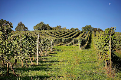 Domaine Montesquiou à Monein