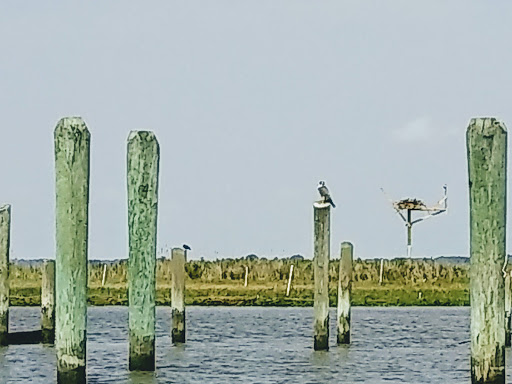 Nature Preserve «DuPont Nature Center», reviews and photos, 2992 Lighthouse Rd, Milford, DE 19963, USA