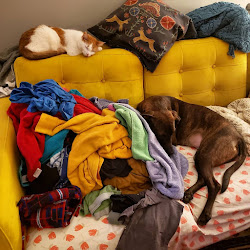 Lavanderia ropa y cama de mascotas
