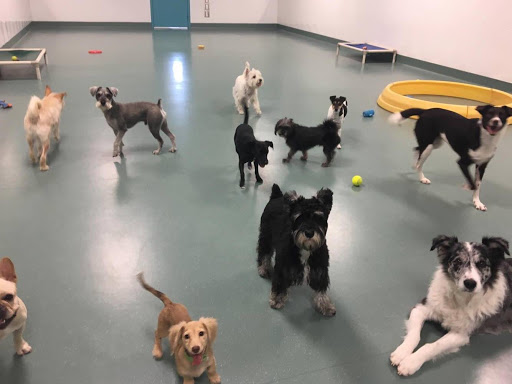 Dog day care center Corpus Christi