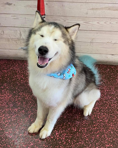 Pet Store «Woof Gang Bakery & Grooming Apopka», reviews and photos, 1511 Rock Springs Rd, Apopka, FL 32712, USA