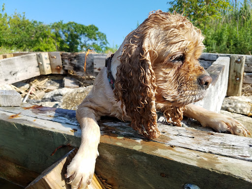 Pet Supply Store «Petco Animal Supplies», reviews and photos, 1610 Avenue Y, Brooklyn, NY 11235, USA