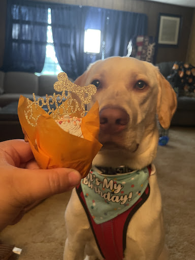  «Yarn & Bone Pet Supply Company», reviews and photos, 129 Rd 4 #1, Camden, DE 19934, USA