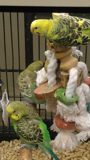 Pet Supply Store «PetSmart», reviews and photos, 144 Retail Commons Pkwy, Martinsburg, WV 25403, USA