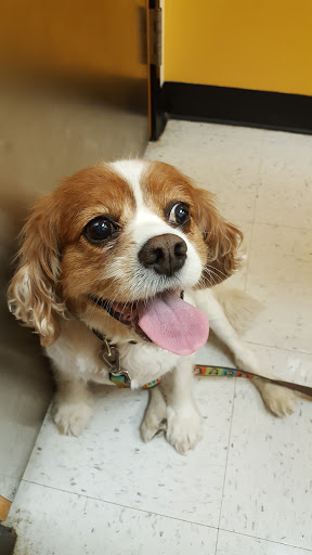 Pet Supply Store «PetSmart», reviews and photos, 70 Worcester-Providence Turnpike #240, Millbury, MA 01527, USA