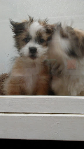 Pet Store «Puppy City», reviews and photos, 3343 Valley Pike, Winchester, VA 22602, USA